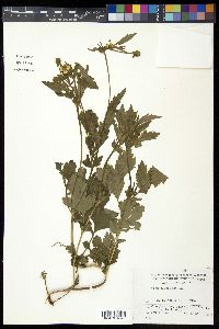 Geum aleppicum image