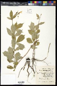 Gillenia trifoliata image
