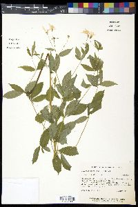 Gillenia trifoliata image