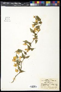 Kerria japonica image
