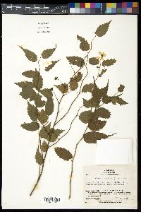 Kerria japonica image