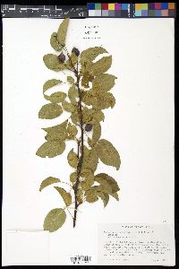 Malus spectabilis image
