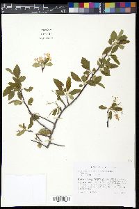 Malus ioënsis image