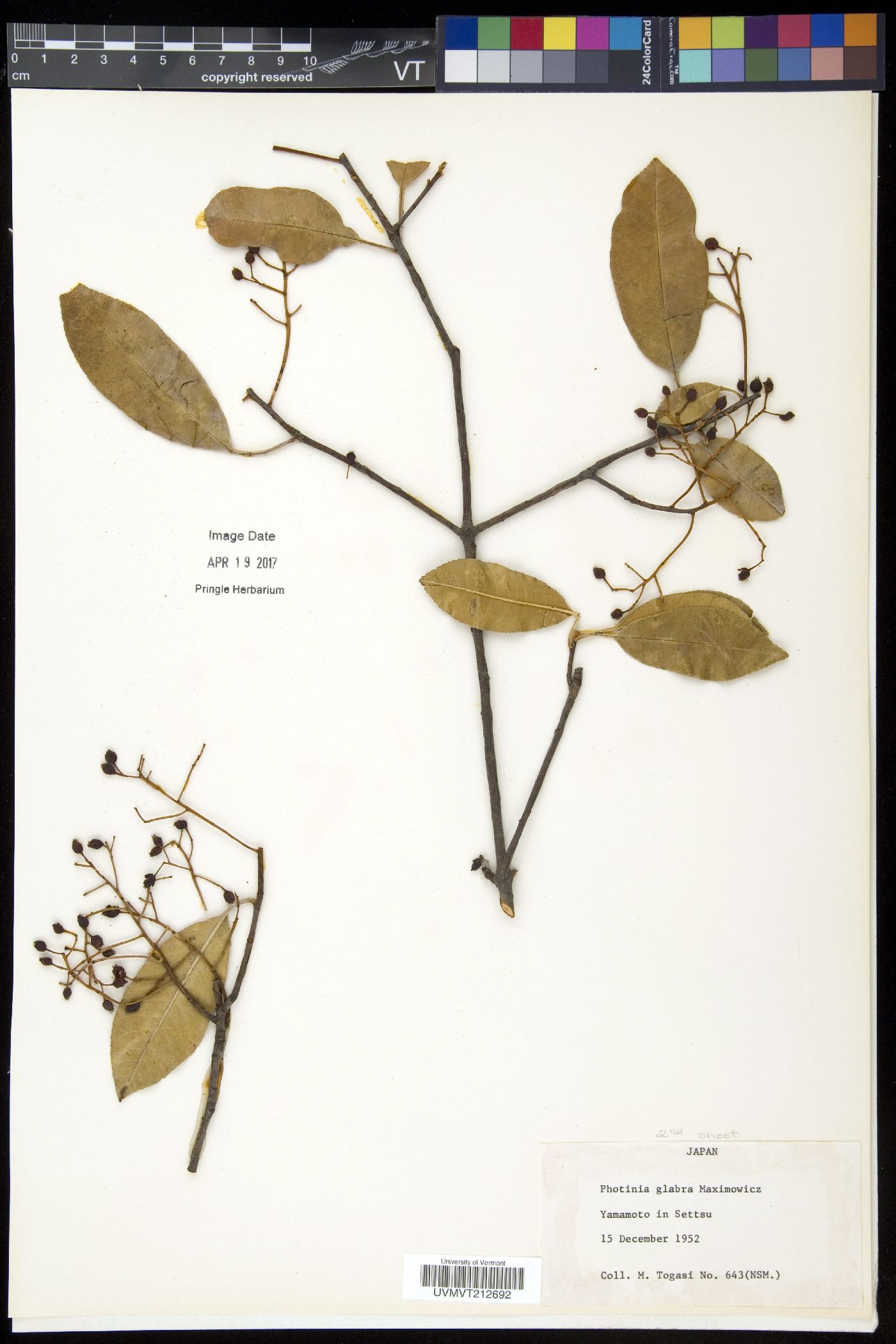 Photinia glabra image