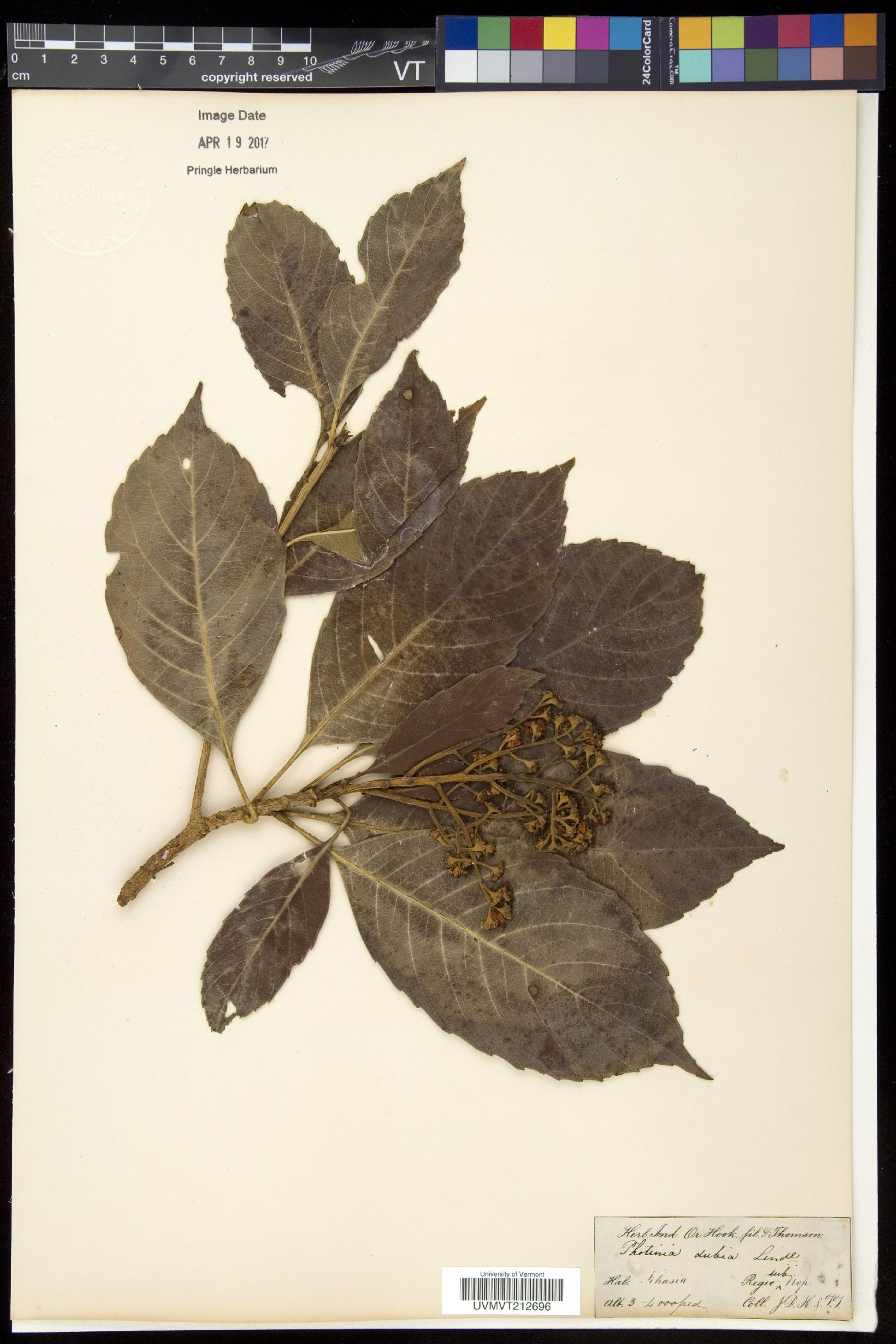 Rhaphiolepis dubia image