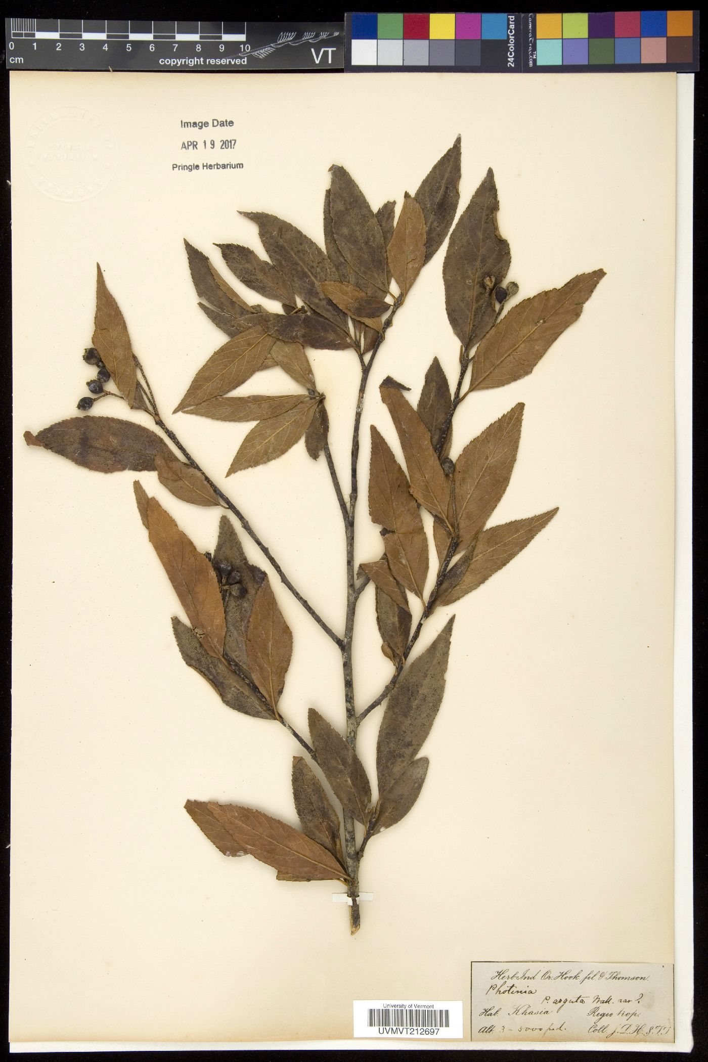 Photinia arguta image