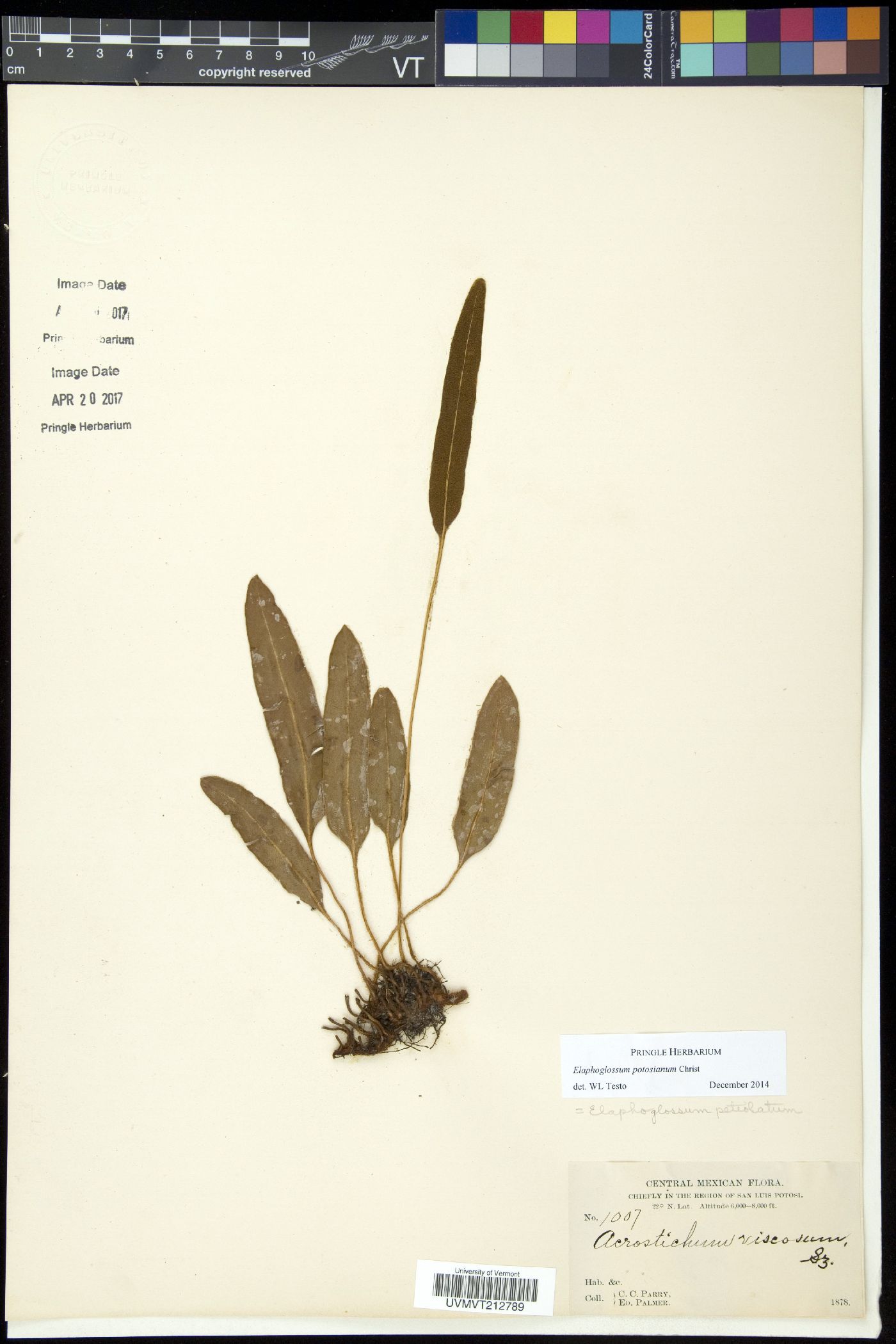Elaphoglossum potosianum image