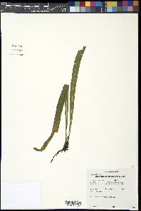 Elaphoglossum poeppigianum image