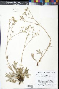 Potentilla hippiana image