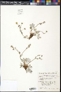 Potentilla pulcherrima image