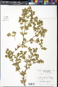 Potentilla rivalis image