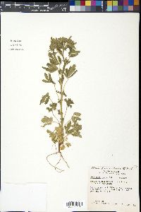 Potentilla rivalis image