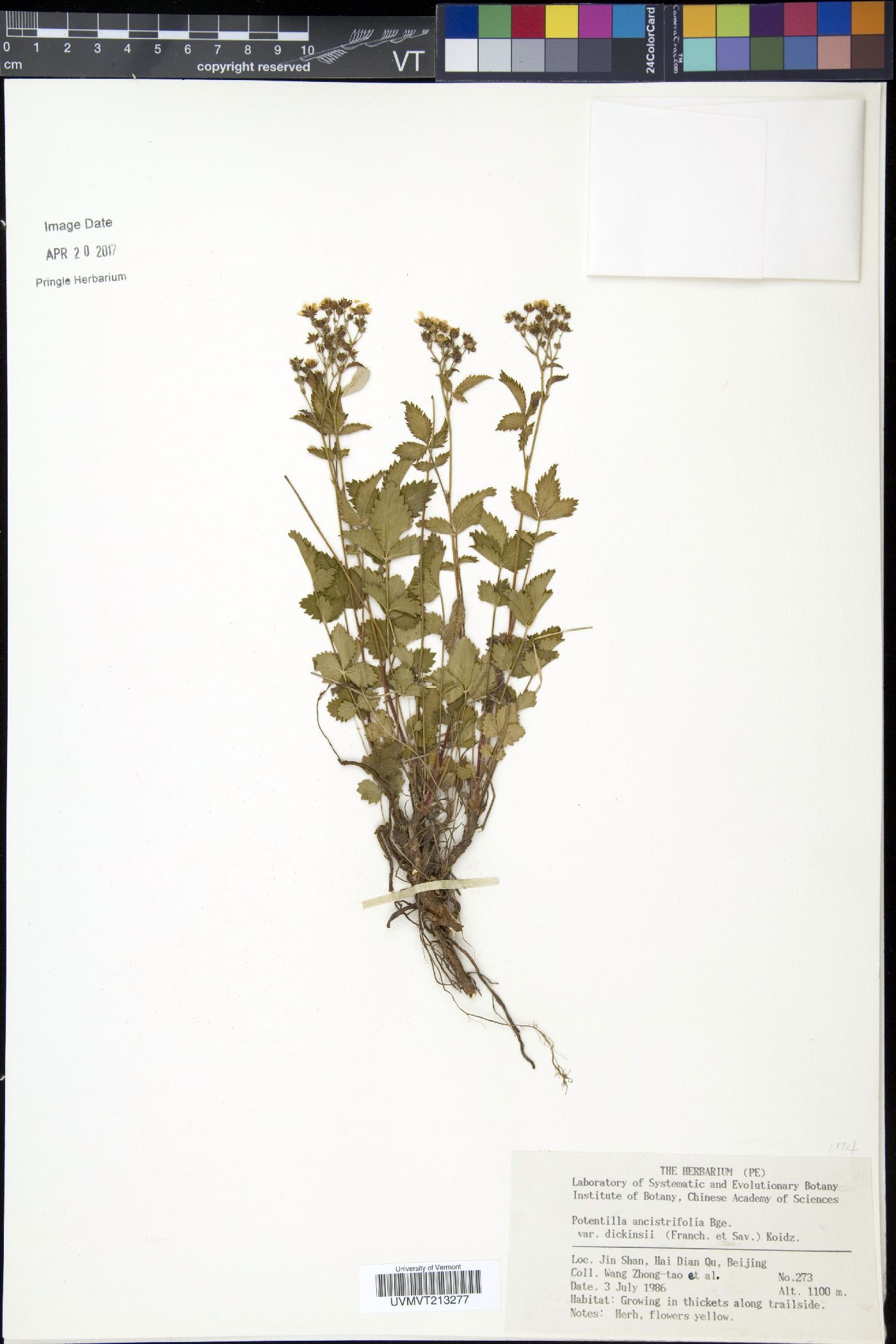 Potentilla dickinsii image