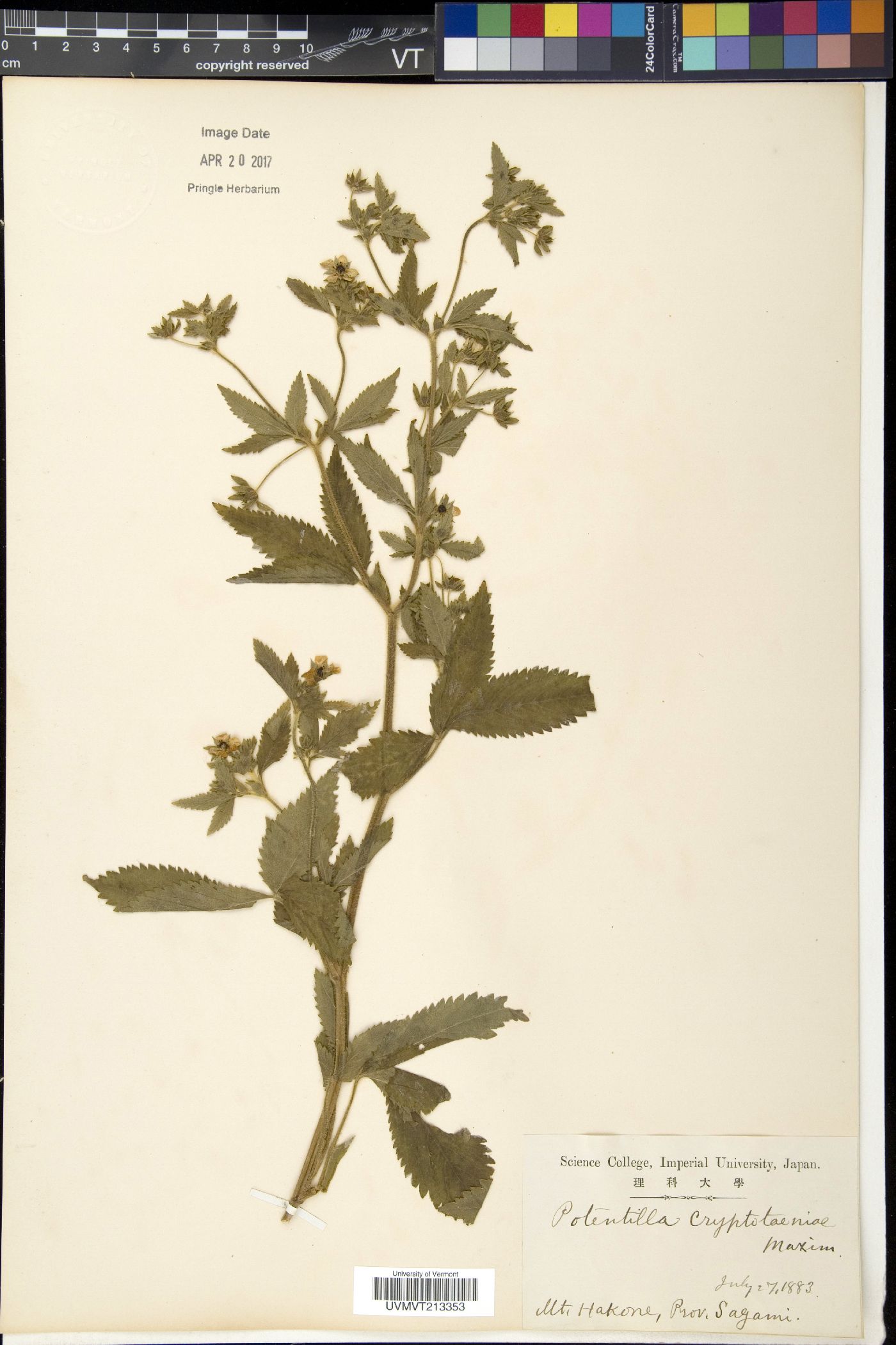 Potentilla cryptotaeniae image