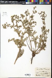 Potentilla chinensis image