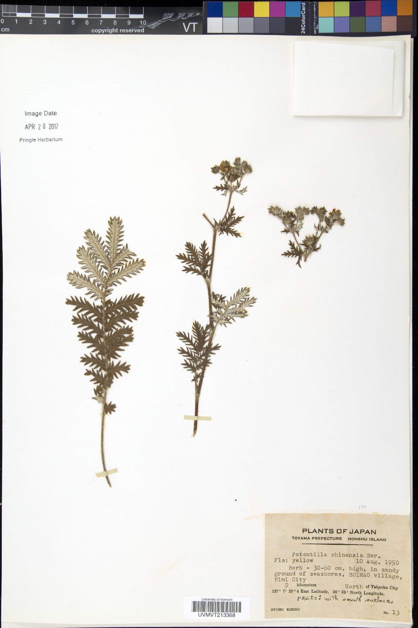 Potentilla chinensis image
