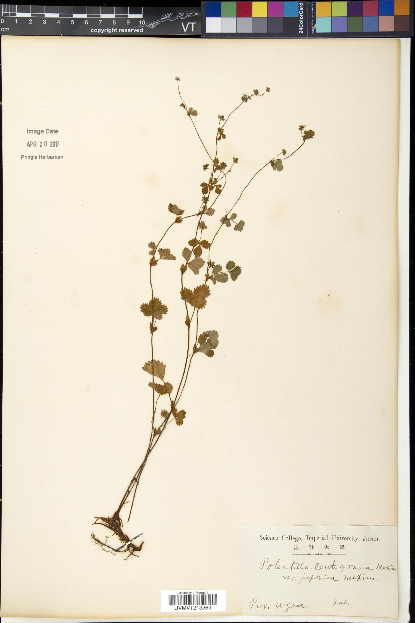 Potentilla centigrana image