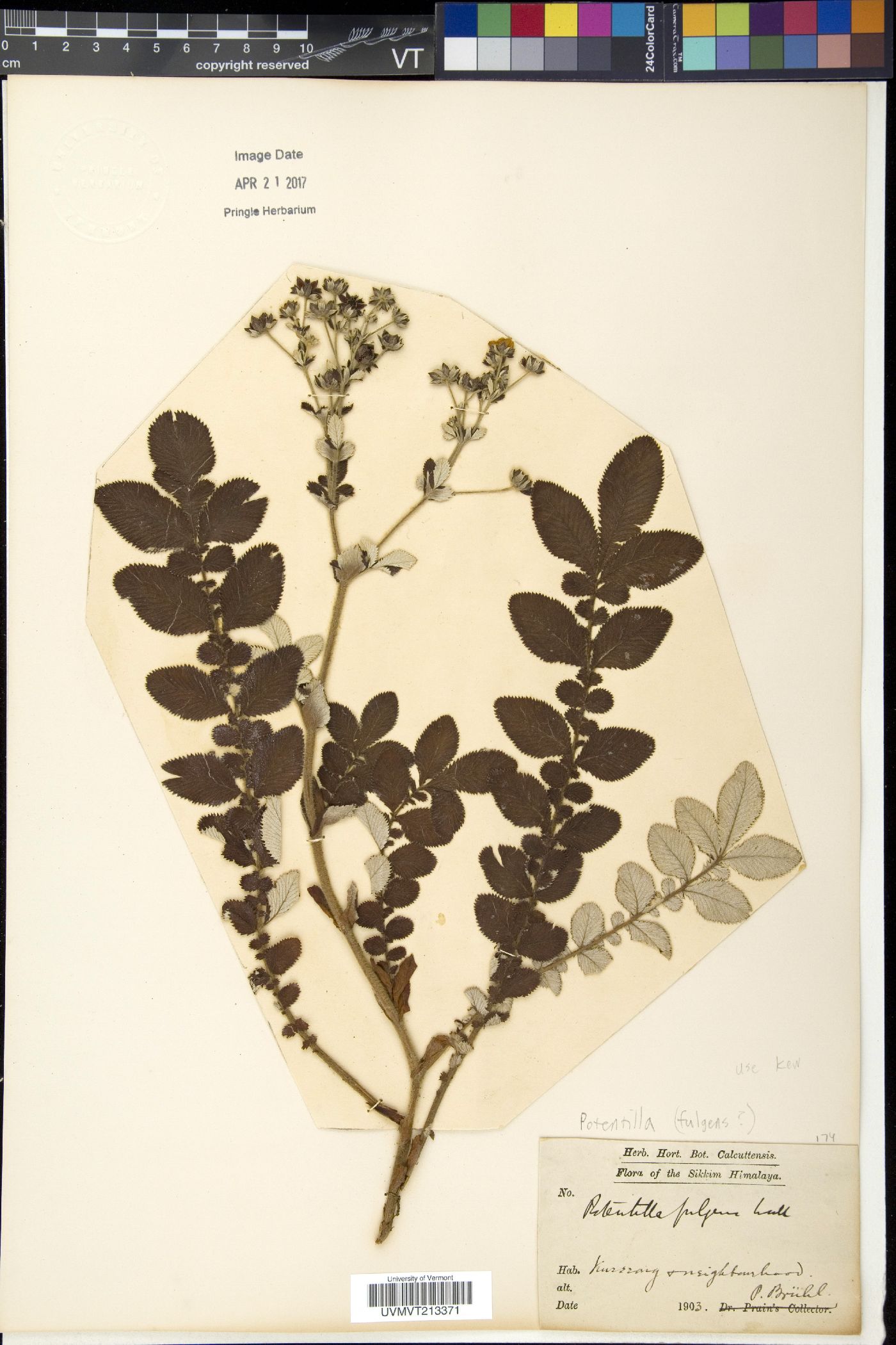 Argentina lineata image