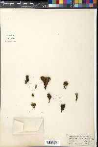 Potentilla microphylla image