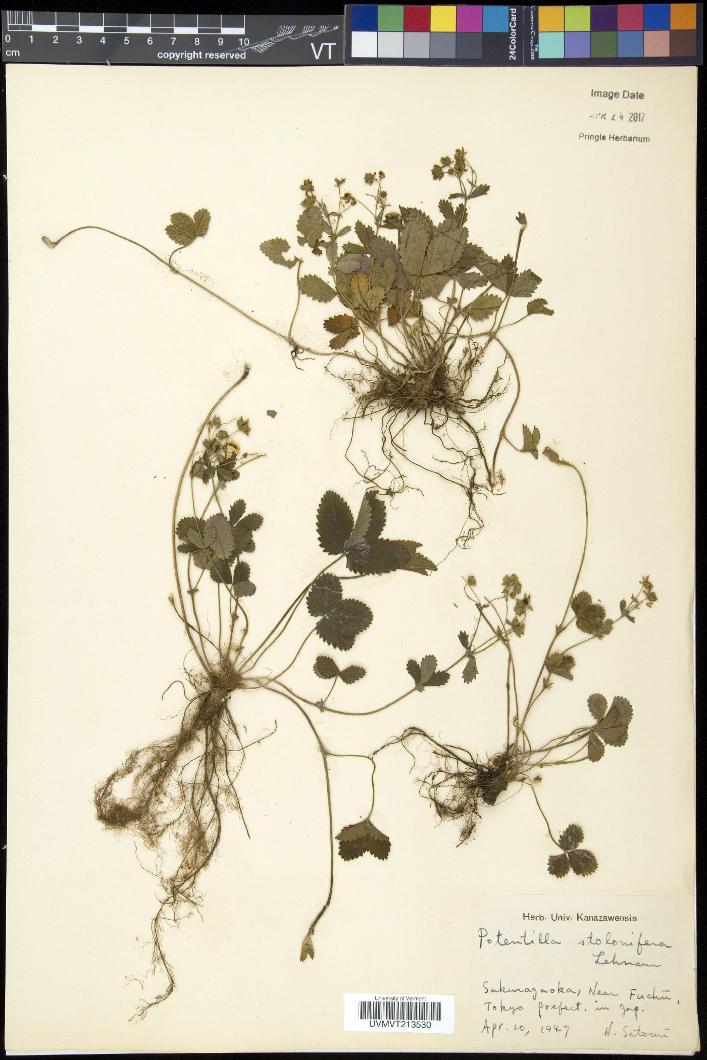 Potentilla stolonifera image