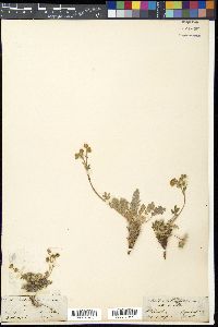 Potentilla sericea image