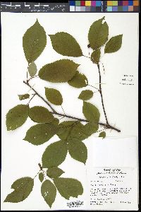 Prunus avium image