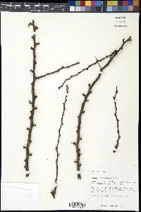 Prunus angustifolia image