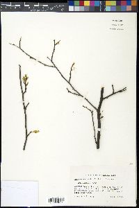 Prunus angustifolia image