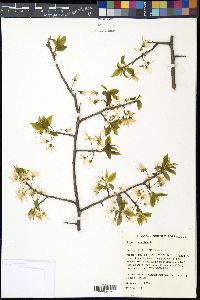 Prunus domestica image