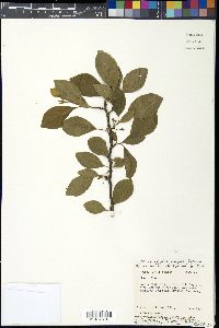 Prunus maritima image