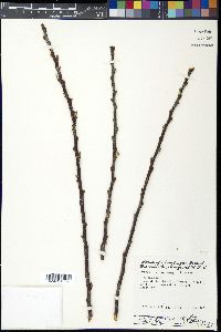 Prunus maritima image