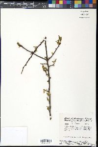 Prunus maritima image