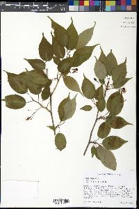Prunus mahaleb image