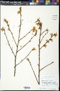 Prunus persica image