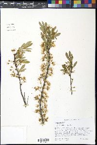 Prunus pumila image