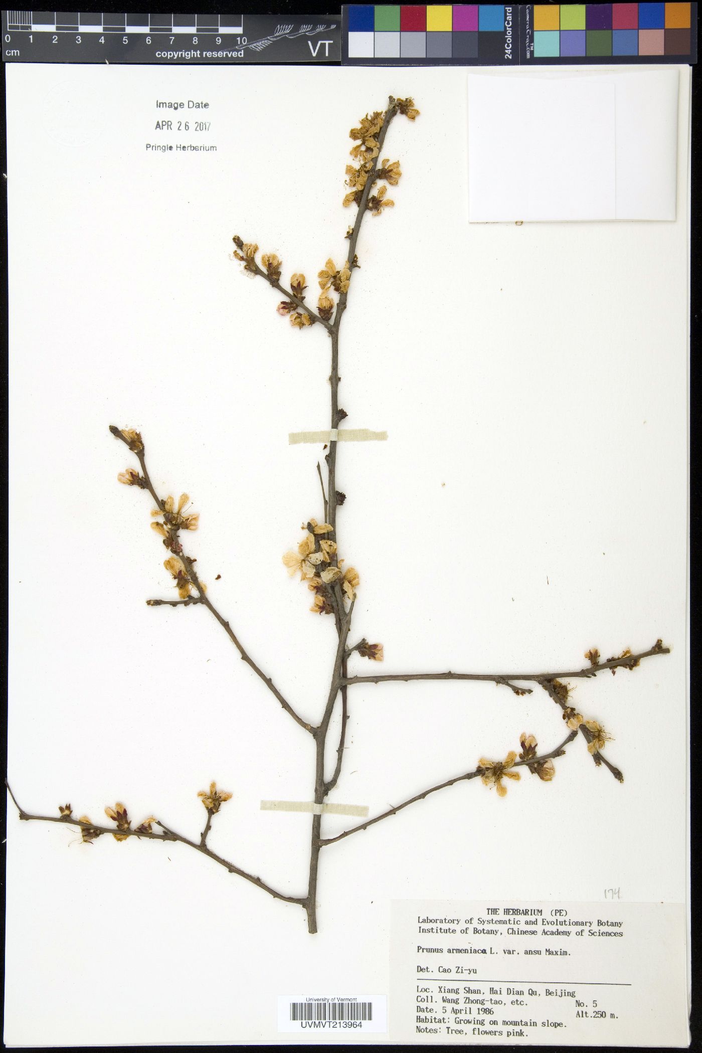 Prunus armeniaca var. ansu image