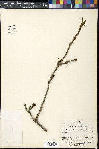 Prunus armeniaca image