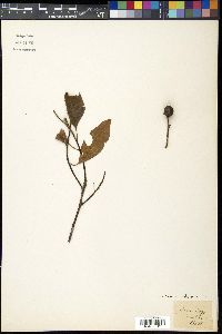 Prunus armeniaca image