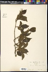 Image Associated With the Occurence