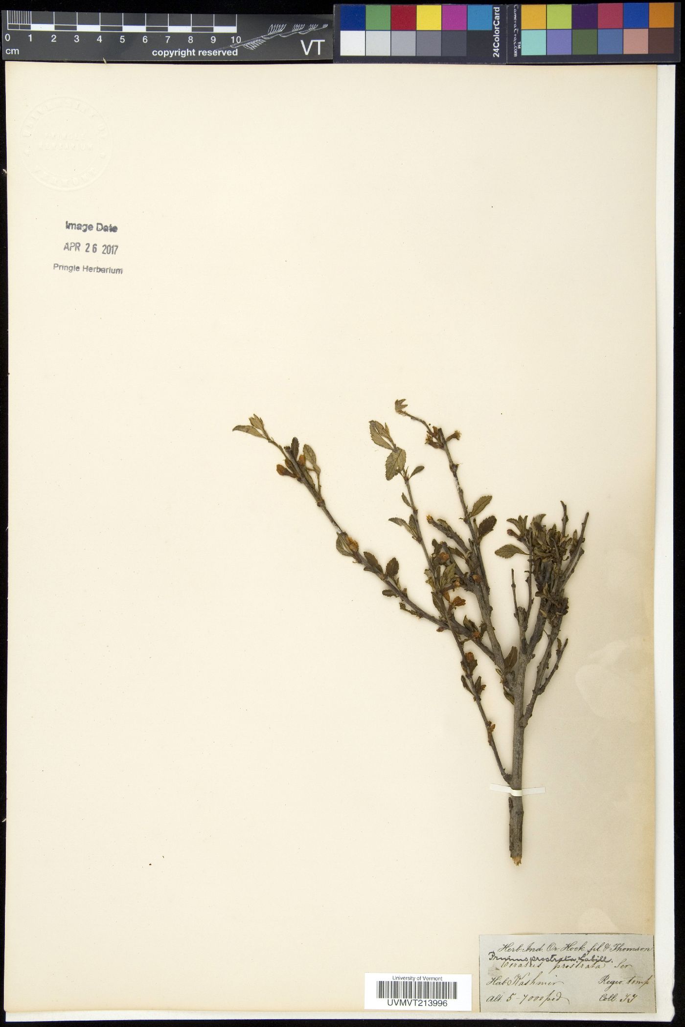 Prunus prostrata image