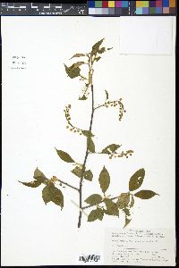 Prunus padus image