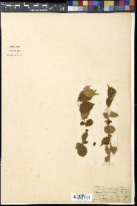 Prunus tomentosa image