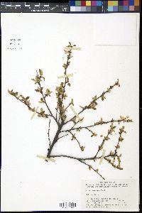 Prunus tomentosa image