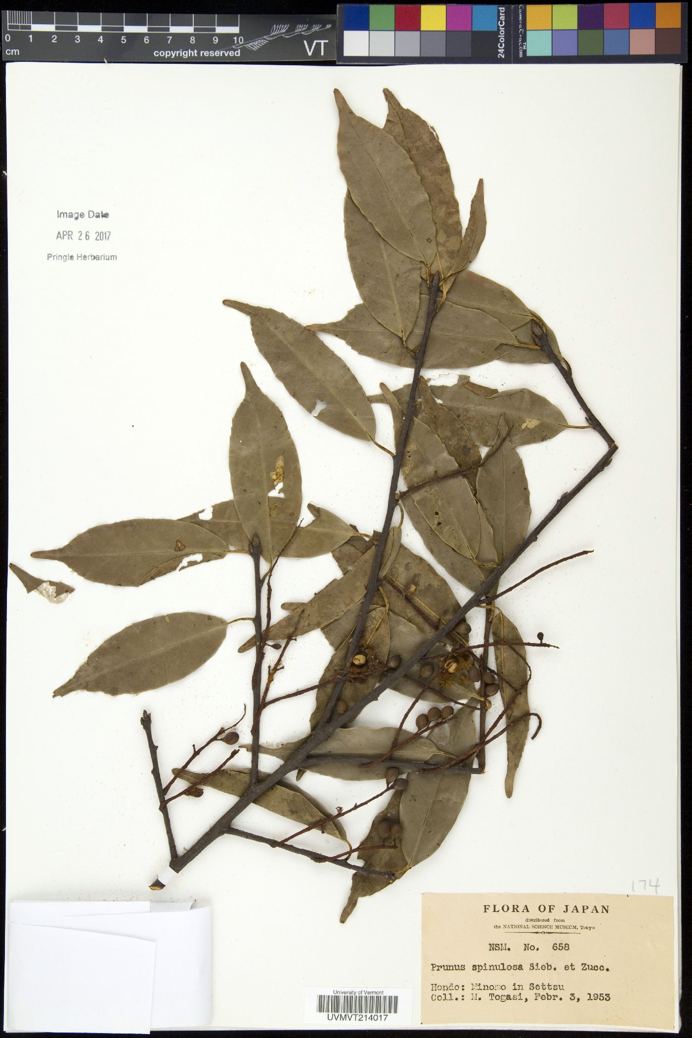 Prunus spinulosa image