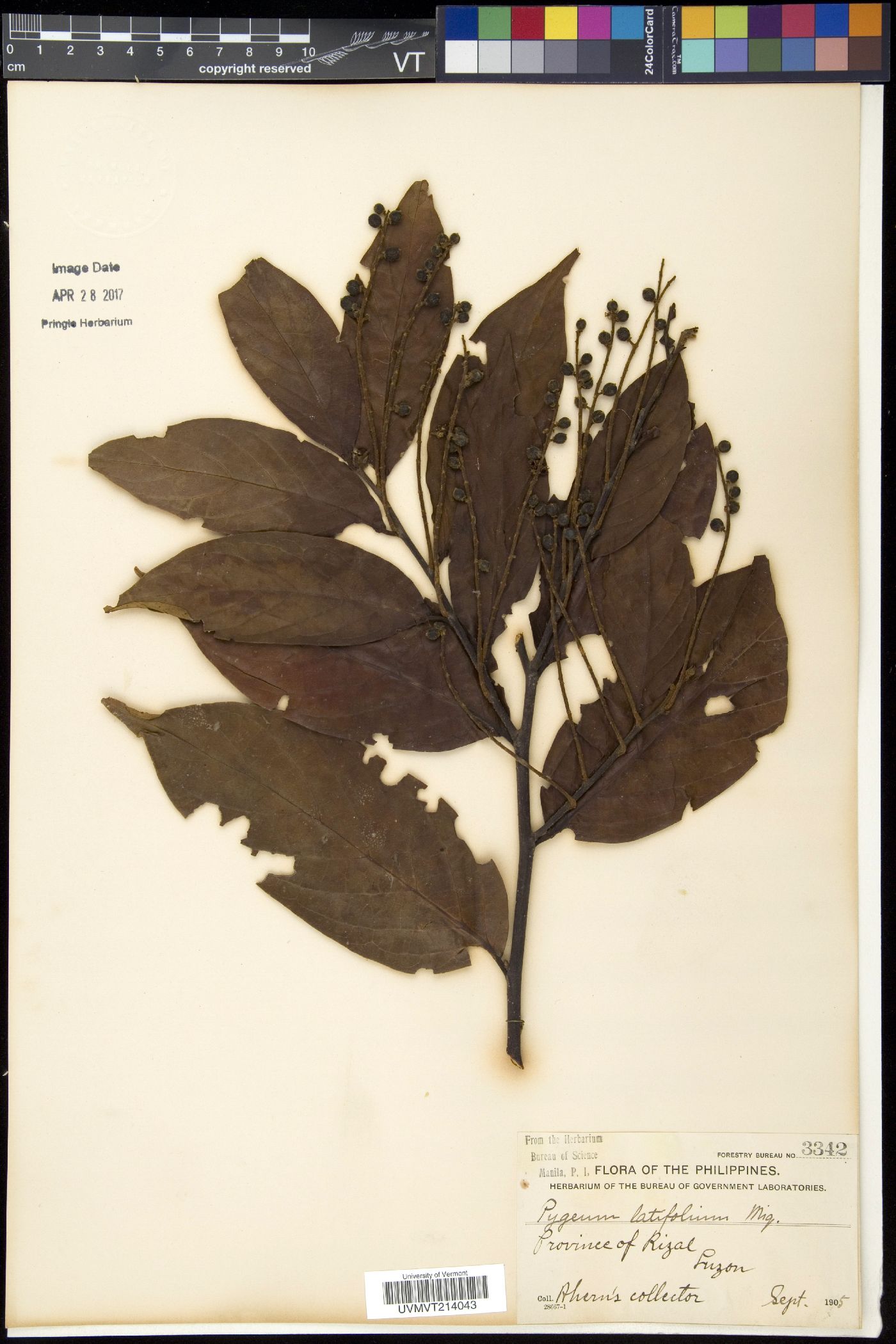Pygeum griseum image