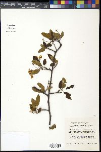 Pyrus angustifolia image