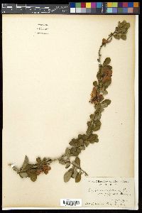 Chaenomeles japonica image