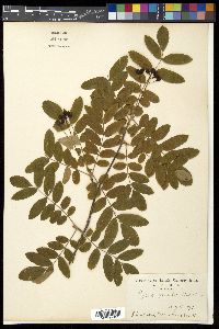 Media resource of Sorbus gracilis