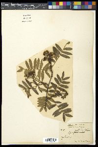 Media resource of Sorbus foliolosa