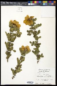 Rosa bracteata image